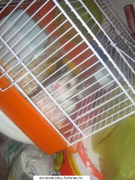 hamster draagutza &nbsp; &nbsp;