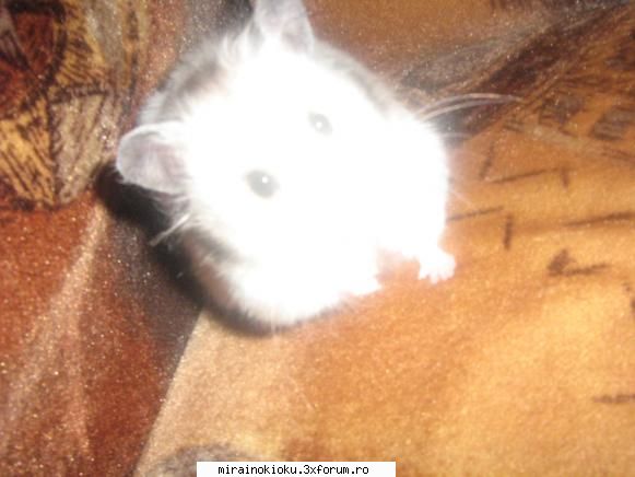 :nebun: hamster