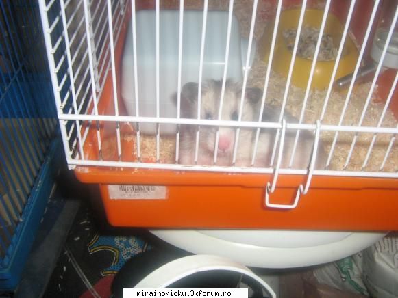 duuulce :nebun: hamster