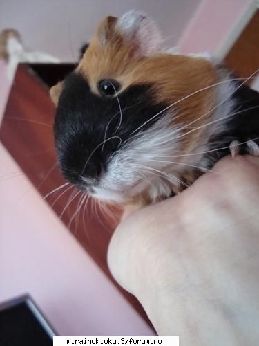 e colorat :nebun: my pig