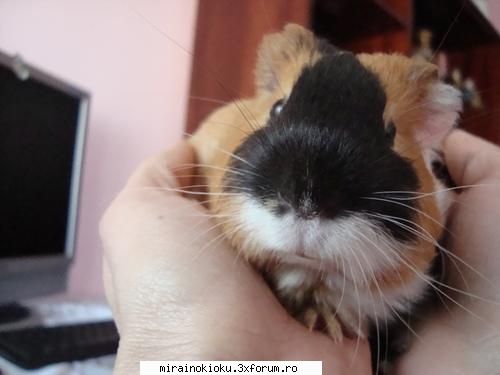 shi are o moaca grasuna my pig