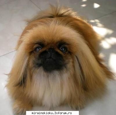 cainii preferati vostru care e?[puneti poza]al meu pechinez imperial:x &nbsp; &nbsp; &nbsp;