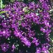 violete pt fete asa ca is dragutze? zodii cu flori!